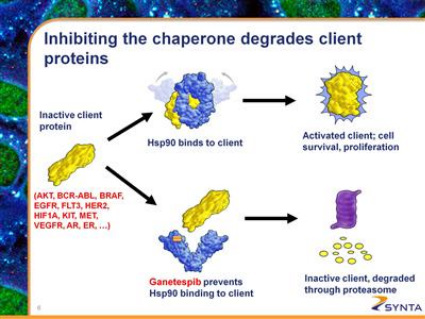 HSP90.jpg